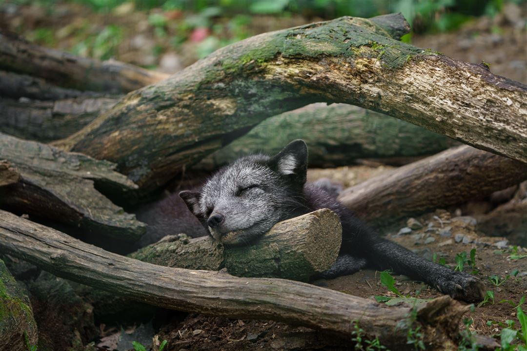 Polarfuchs schlafend